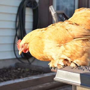 chubby getting ready to jump into flower bed