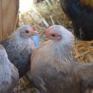 our three weird grey hens... :)