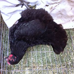 This is a Jennings pullet from WA