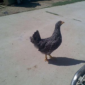 This is my barred rock roughly 1 month and 2 weeks old