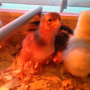 this is Clementine, our RIR chick. shes so darn cute!