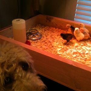 Winston, our Goldendoodle likes to keep an eye on his baby sisters.
