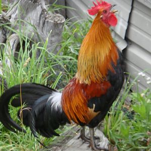 LL