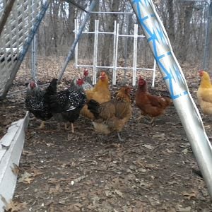 Our pretty little layer flock