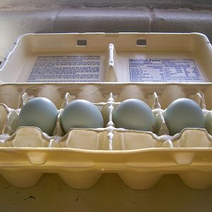 eggs