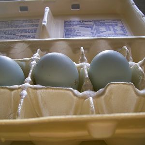 eggs3