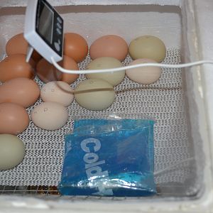 1st hatch March 12, 2012