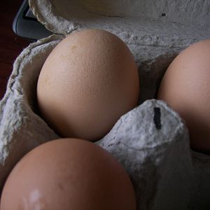 My first egg laid by my big girl "Big Momma"