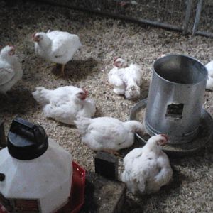 My first 15 broilers 2011