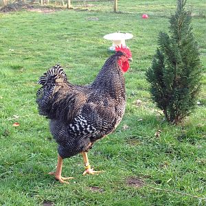 Dark Barred LF Plymouth Rock (Brian)