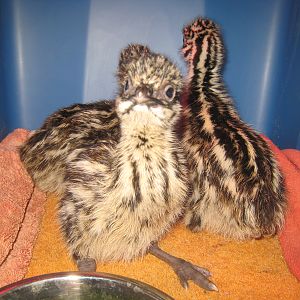 2 days old chicks