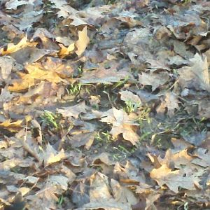 Rye grass I planted, it has 2 months to grow then the chicks get to go in for good
