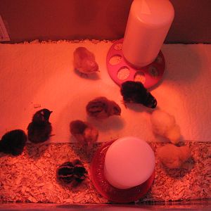 Got my 9 girls yesterday ;) Barely slept last night, I was so worried about them. But all is well this morning!
