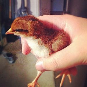 Speckled Sussex chick, 2 weeks