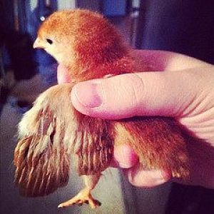 Rhode Island Red, 2 weeks old