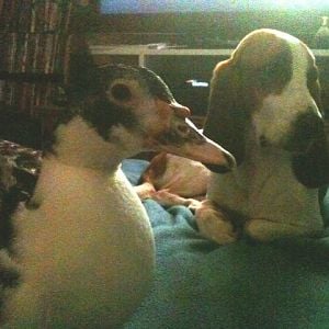 Daisy & hound