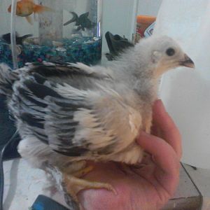 Light Brahma Pullet