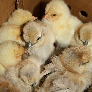 Silkies I just got today ! from East Coast Silkies