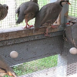 Chukar Pen