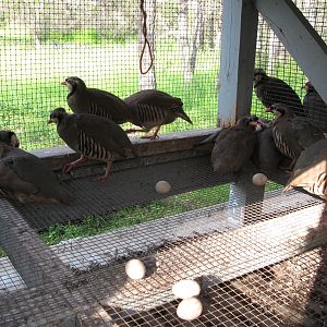 Chukar Pen