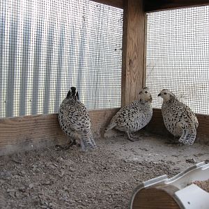 Snowflake Quail