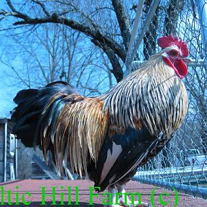 Ohiki Cock owned by Celtic Hill Farm and Ian Beck