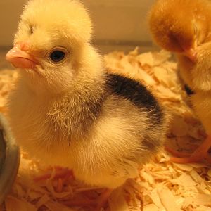 Frisco!  You rock!  Turned out to be a WC Blue girl.