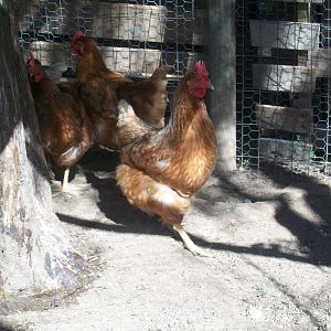 Gold Sex Link 
Pullet