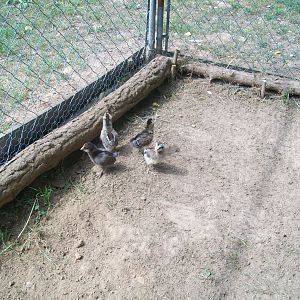 Ameraucana 
chicks