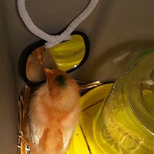 I'm a pretty chick!!