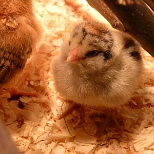 March 14, our new Ameraucana chick. Or, should I say, Daniel's new chick. He has called her Zartan and is convinced she's a boy. I hope not :)