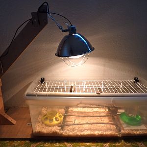 The rad chick brooder my hubby set up.