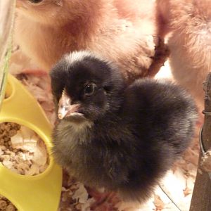 March 14, my Plymouth Barred Rock, Roxie.
