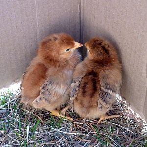Our first chicks. On the left is Mandolin and the other is Peach. They are Rhode Island Reds. $2.49 at Coastal Farm and Ranch on March 9, 2012