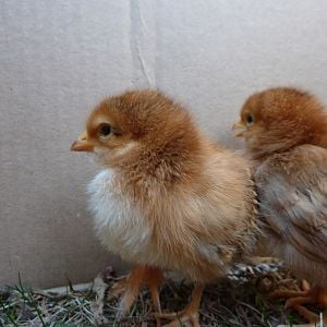 This is Peach. They were both named by Lucas.