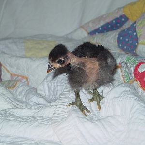 two weeks old