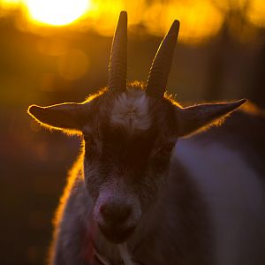 Saffron, the goat