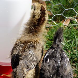 Thelma investigates the water jug