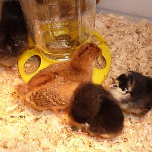 2 week old Rhode Island Red and a few day old Black Australorps