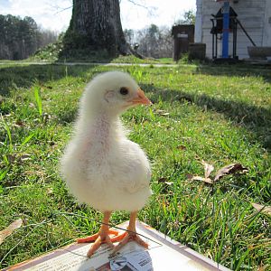 Chicks - 3 weeks old