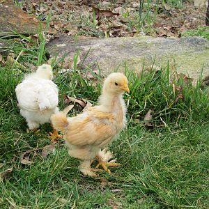 Chicks - 3 weeks old