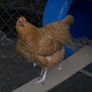 young
Buff Orpington 
Pullets