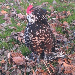 Black Mottled D'Uccle