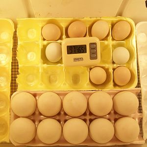 8-Bantams chicken
eggs
10-Duck
eggs