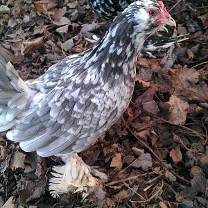 Blue Mottled D'Uccle