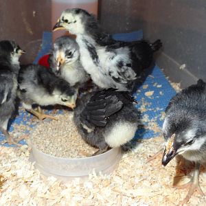 lund chicks 2 23 12