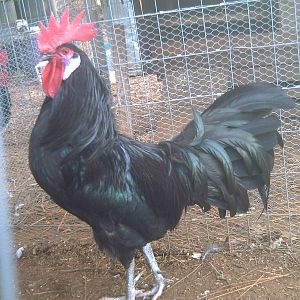 A black variety who had fantastic feather quality.