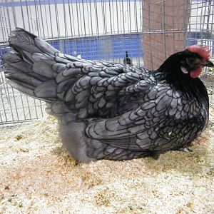 This girl won champion large fowl at this show.