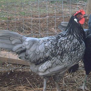 Another of my girls.