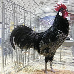 A cockerel of mine at a show.